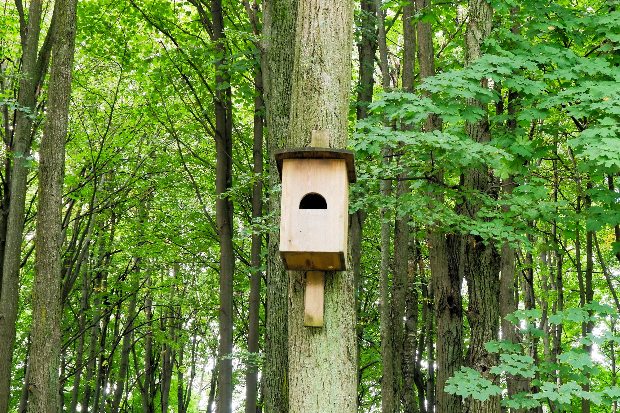 Image of a bird box against a tree