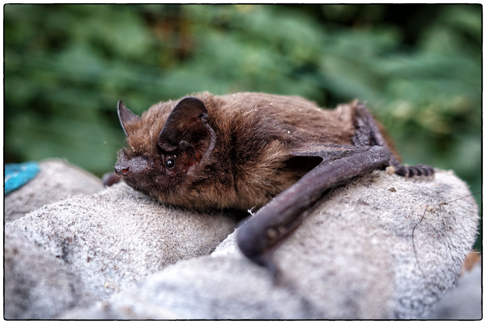 A bat perched on an ecologists' protective glove
