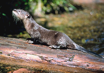 Otter Surveys